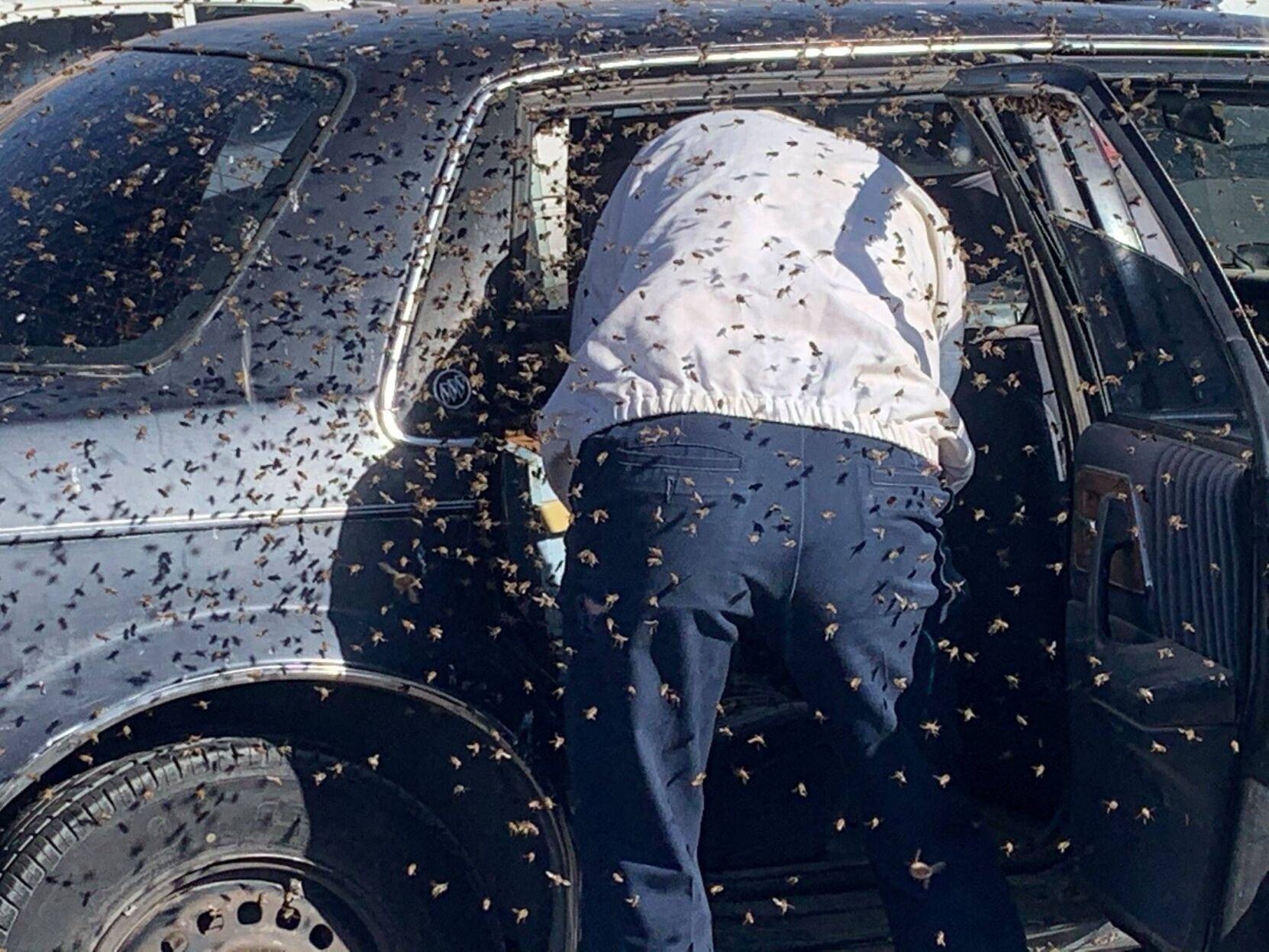 A man returned from shopping and found 15,000 bees in his car